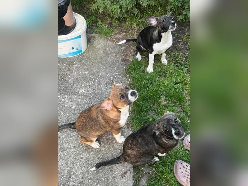 Holly, verspielt und niedlich