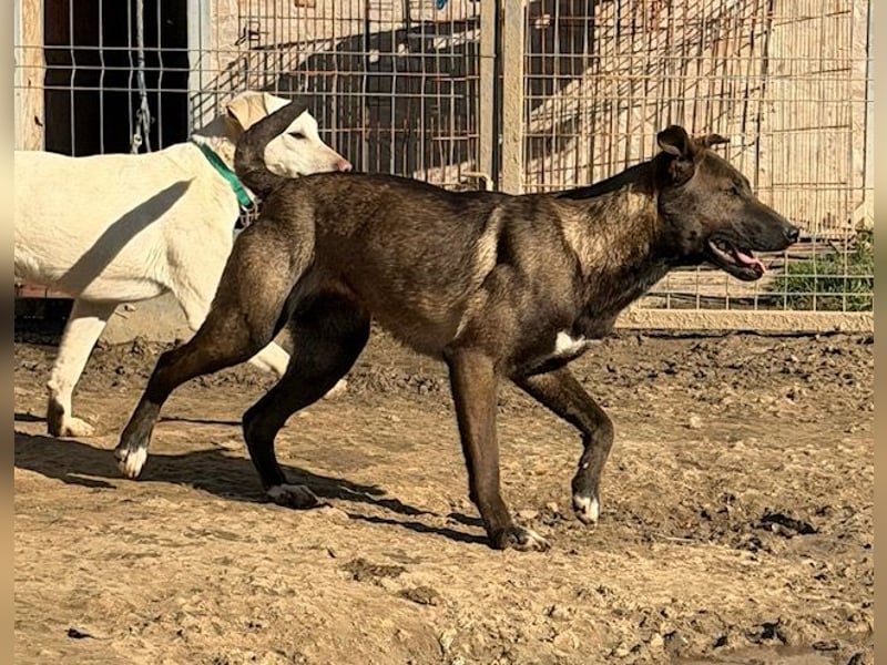 Nati, bildhübsches Hundemädchen