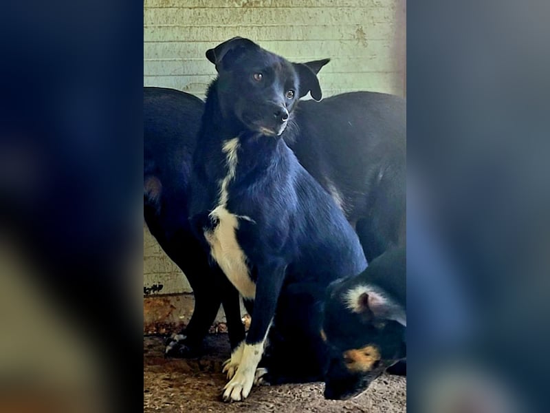 Vila, 3-jähriges Hundemädchen,  ca. kniehoch, neugierig, sozial, verspielt)