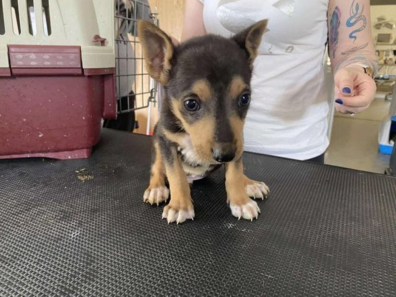 Trevor, kleiner Süssling sucht ein Zuhause