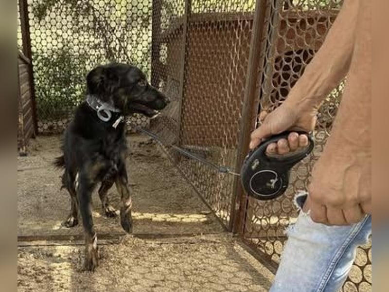 Liget, süße Hundemama sucht ihre Familie