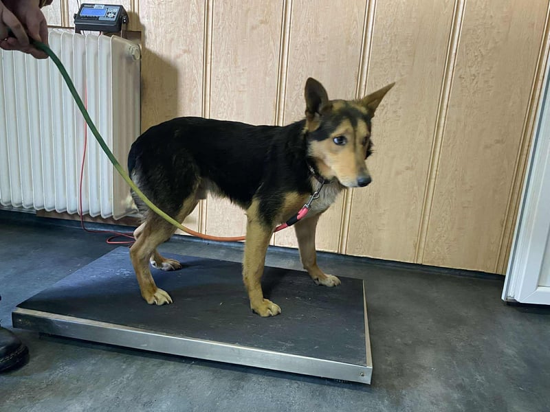 Trevor, kleiner Süssling sucht ein Zuhause