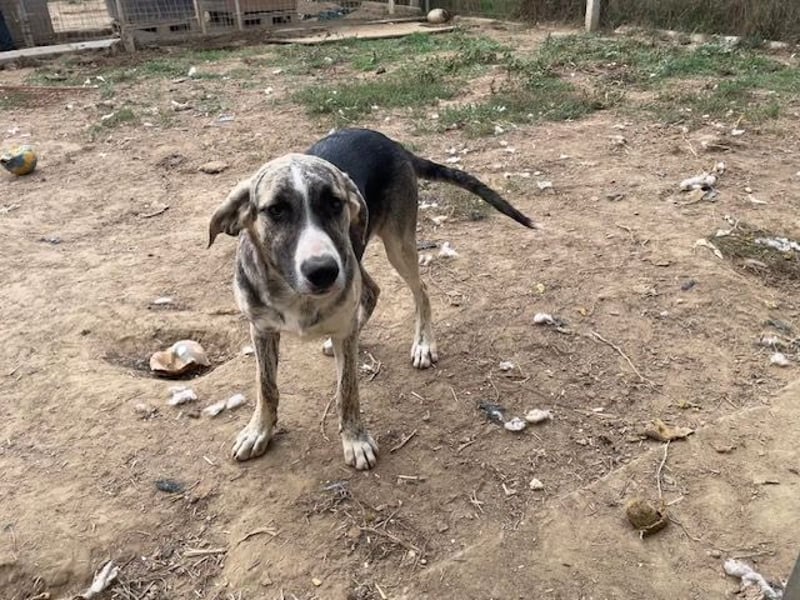 Nathan, aktiv und verspielt