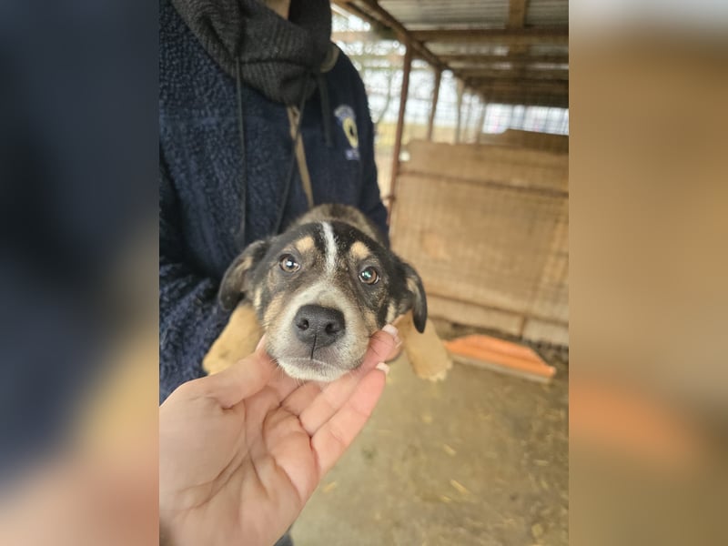 Nelly sucht ein zu Hause