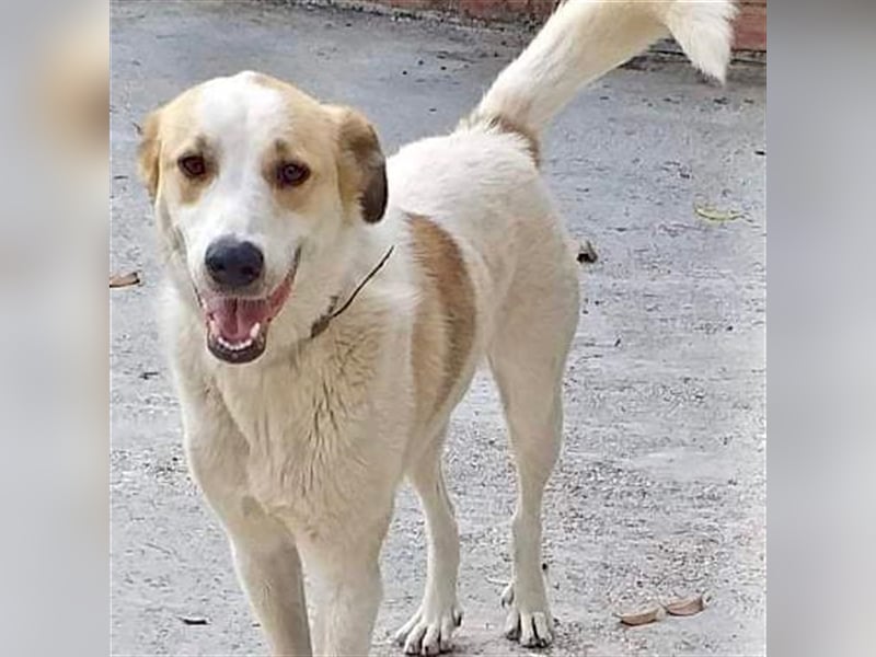 Simba- Mischlingshund sucht ein Zuhause/Pflegestelle