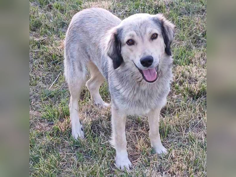 Jenni: sucht ein Zuhause / eine Pflegestelle