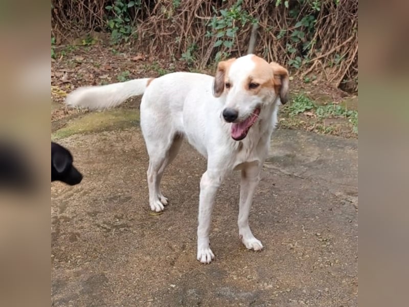 Simba- Mischlingshund sucht ein Zuhause/Pflegestelle