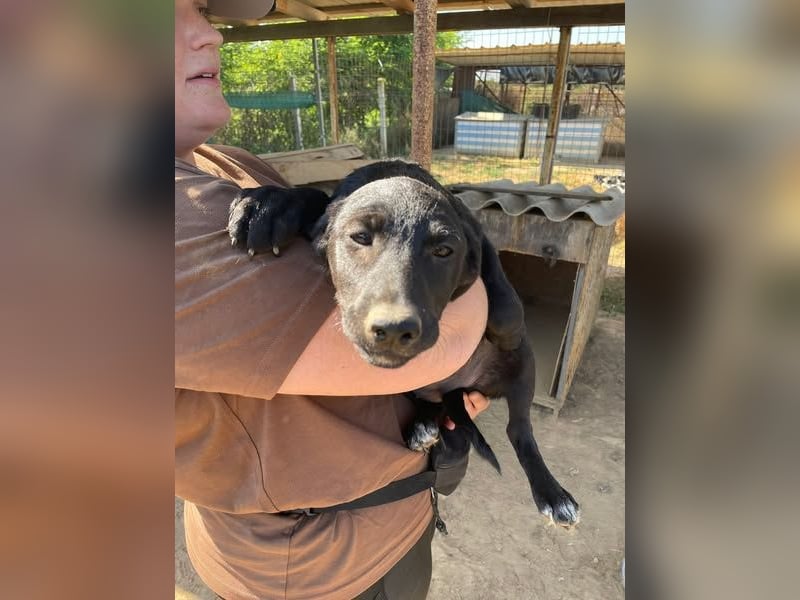 Vera, eine von vielen schwarzen Schnuckelmäusen