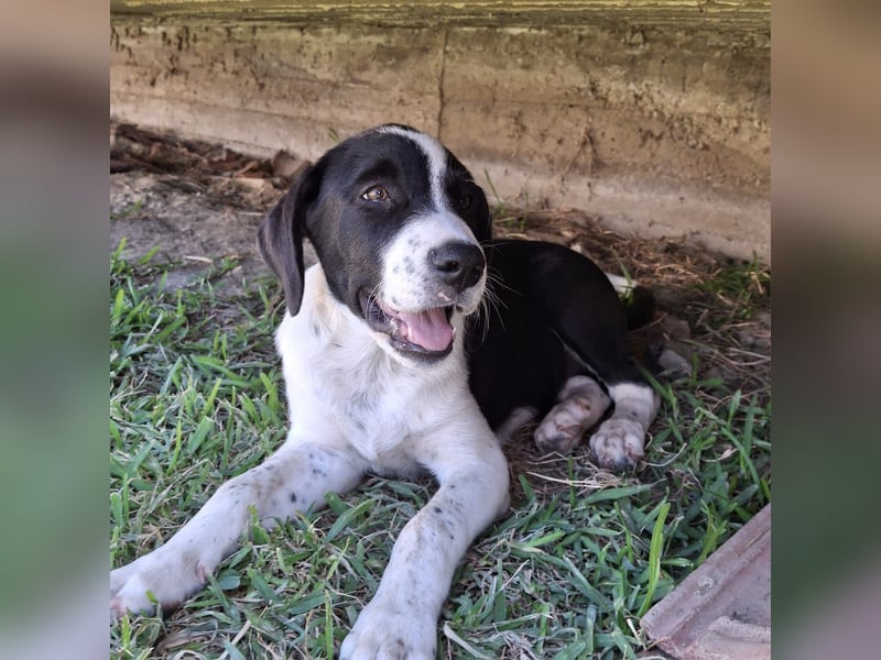 Sophia sucht ein Zuhause / eine Pflegestelle