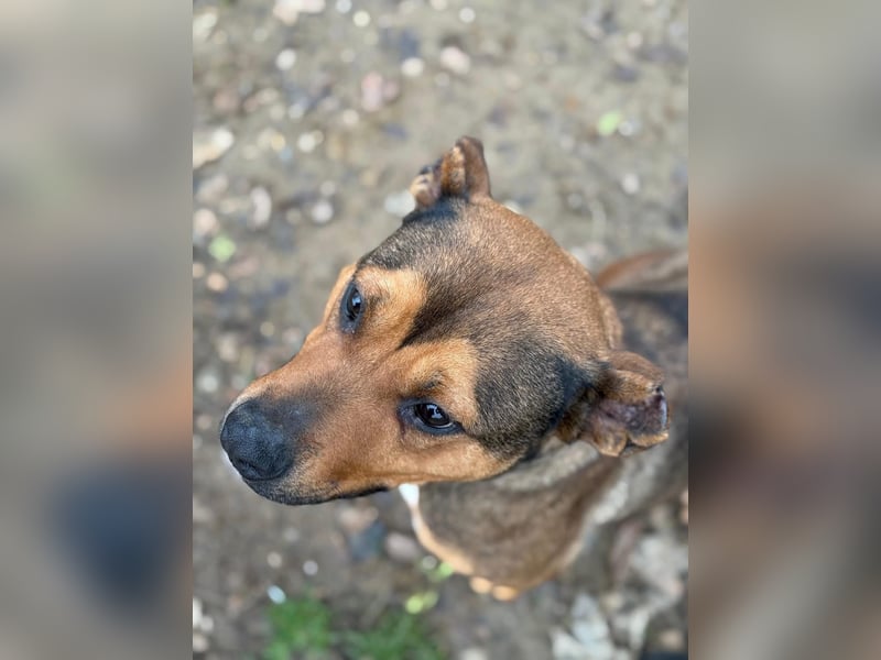 Shabo möchte gefallen und wünscht sich innig ein Zuhause