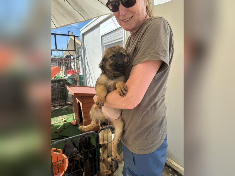 Wonderwoman, kleine Kämpferin sucht Traumzuhause