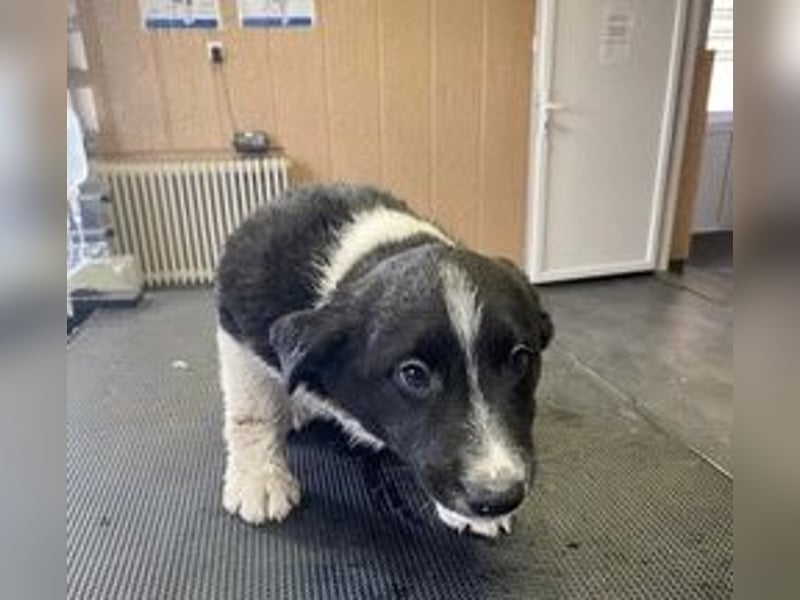 Budi sucht eine aktive Familie