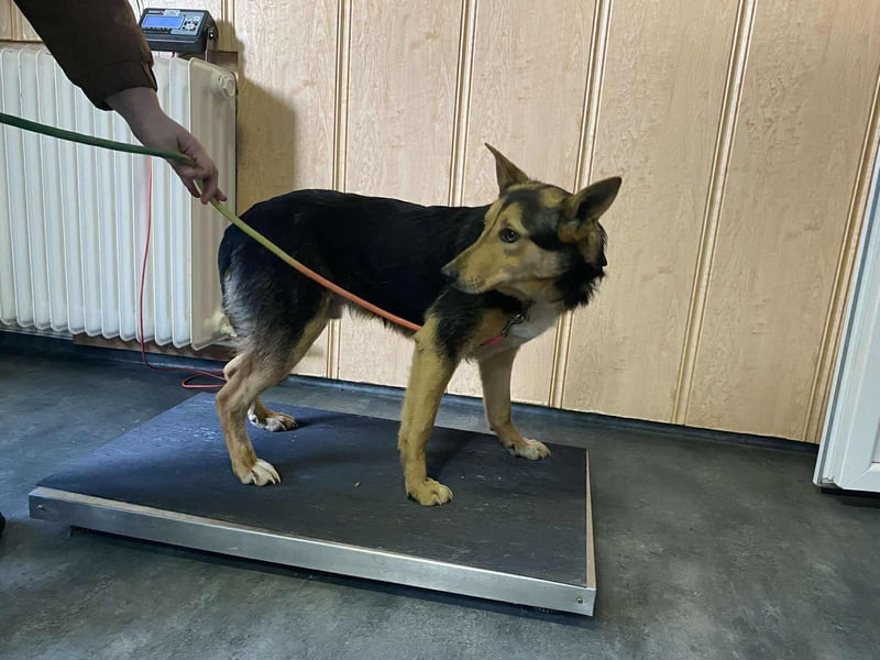 Trevor, kleiner Süssling sucht ein Zuhause