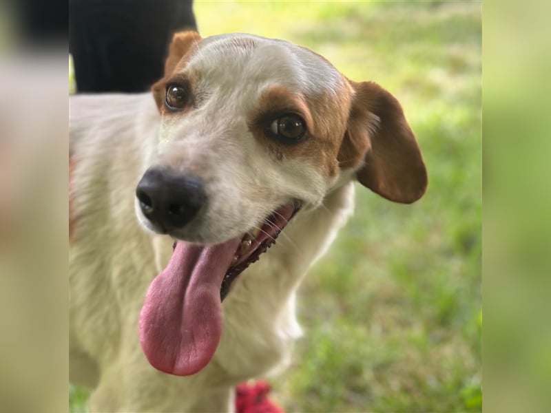 Lio- Mischlingshund sucht ein Zuhause/Pflegestelle