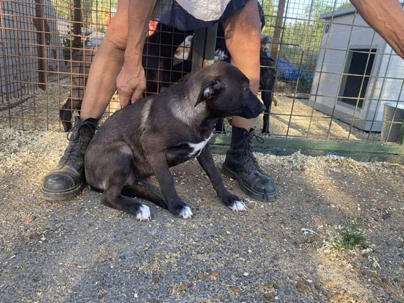 Nati, bildhübsches Hundemädchen