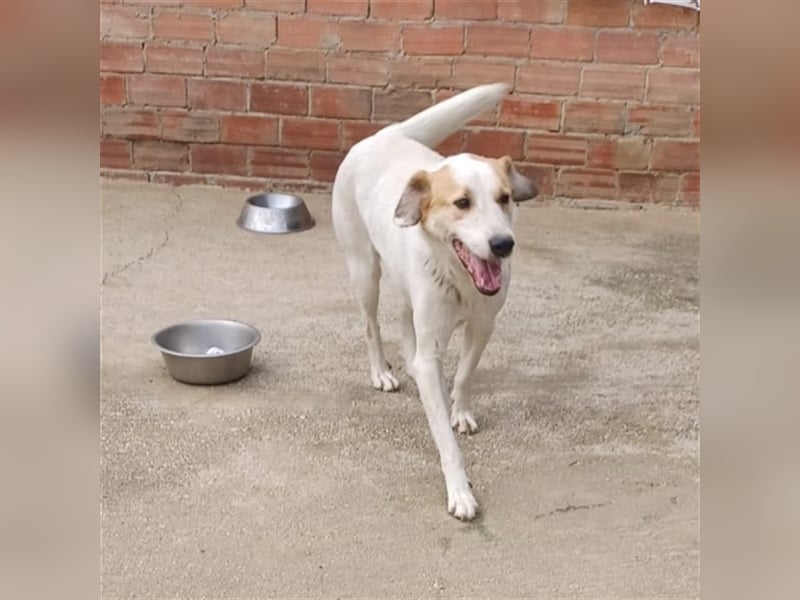 Simba- Mischlingshund sucht ein Zuhause/Pflegestelle