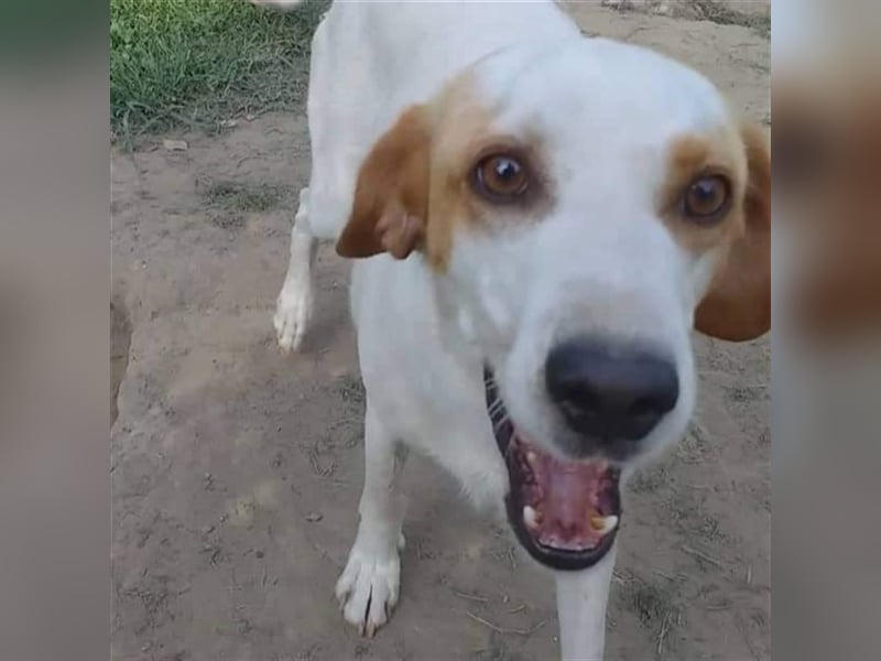 Lio- Mischlingshund sucht ein Zuhause/Pflegestelle