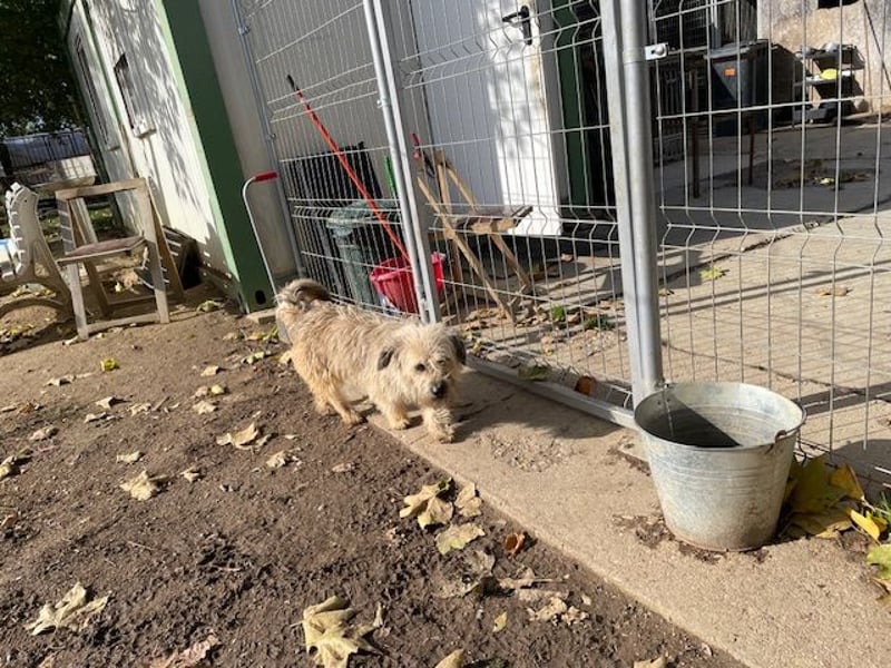 Kadarka, süß, freundlich und zutraulich