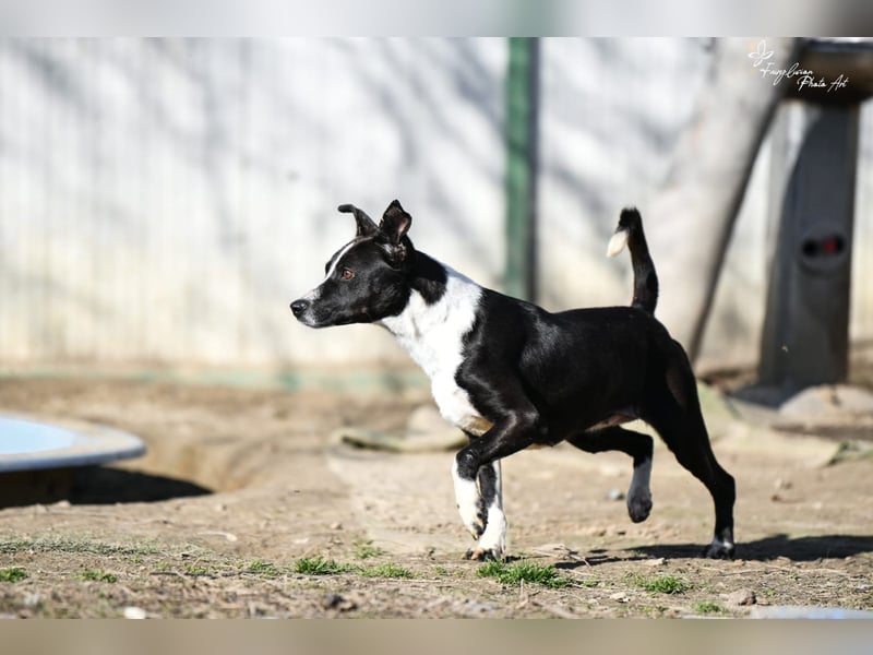 Collie, noch so jung …..wer möchte ihr die Welt zeigen?