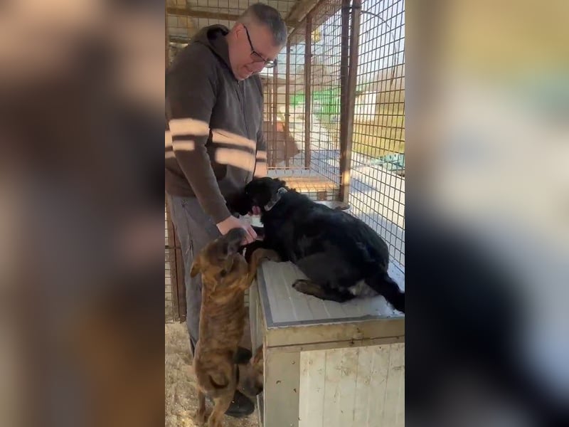 Liget, süße Hundemama sucht ihre Familie