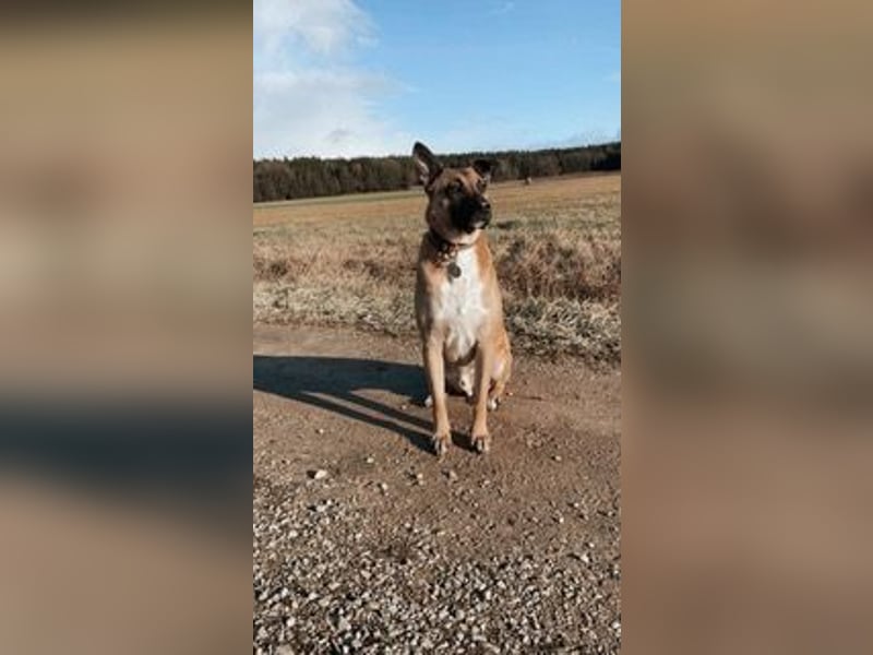 Pacco verliert unverschuldet sein liebevolles Zuhause