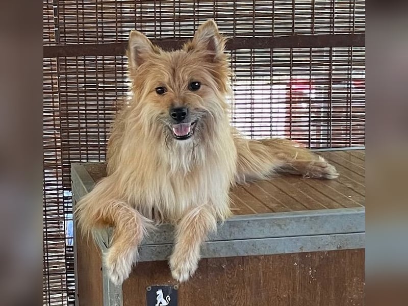 Linduska, zartes Seelchen sucht ruhiges Zuhause