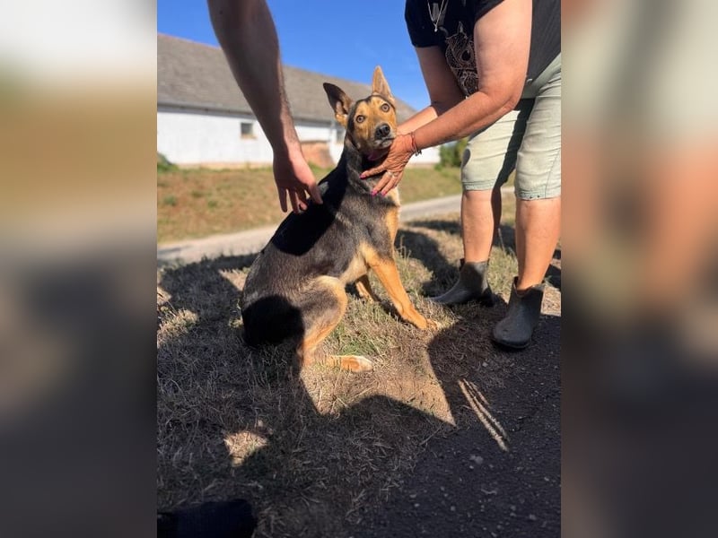 Trevor, kleiner Süssling sucht ein Zuhause