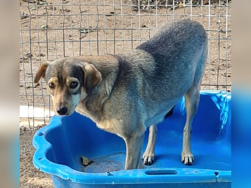 Henny, 4 ½ jährige Hündin, SH ca. kniehoch, zurückhaltend, ruhig, sozial