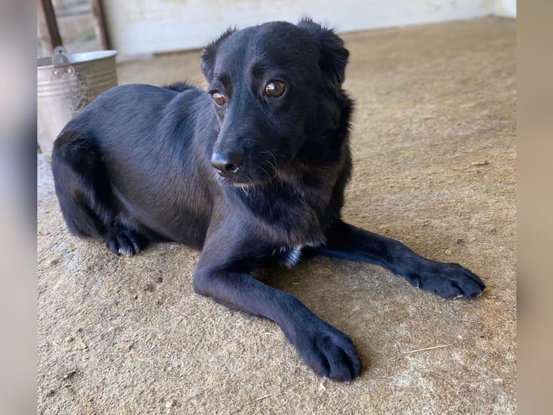 Natalie, eine verspielte, freundliche, noch etwas schüchterne, soziale 3 jährige Schönheit