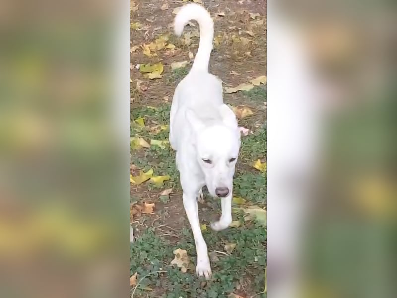 Laika freut sich auf aktive Menschen