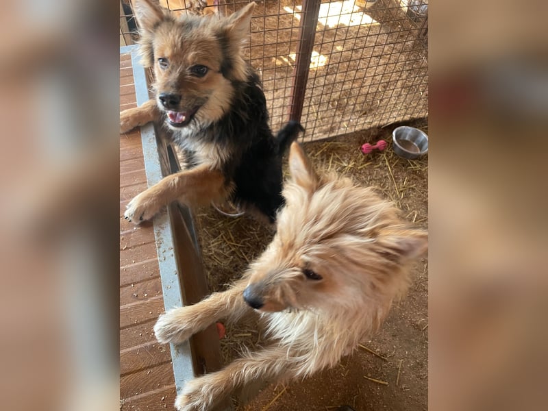 Linduska, zartes Seelchen sucht ruhiges Zuhause