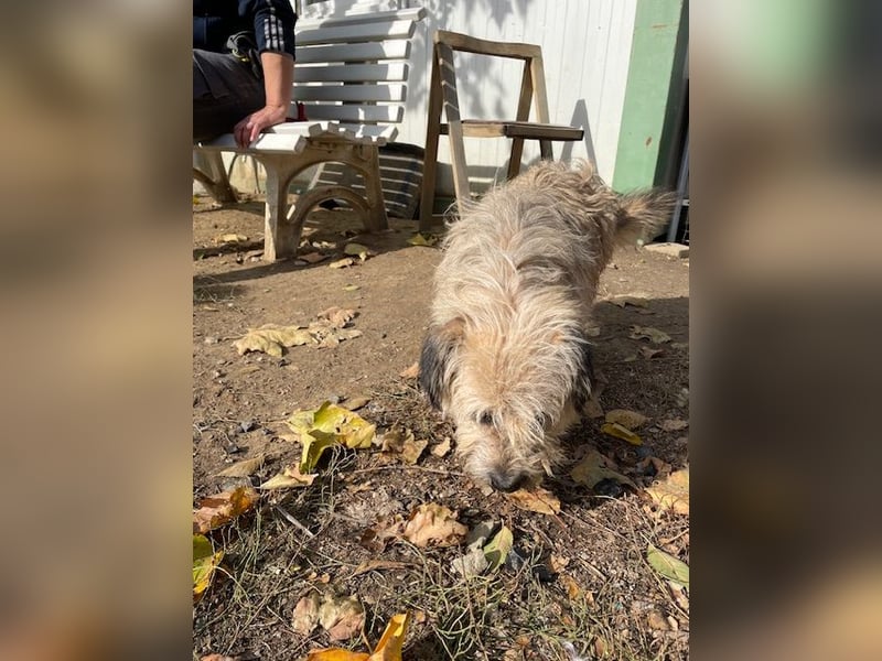 Kadarka, süß, freundlich und zutraulich