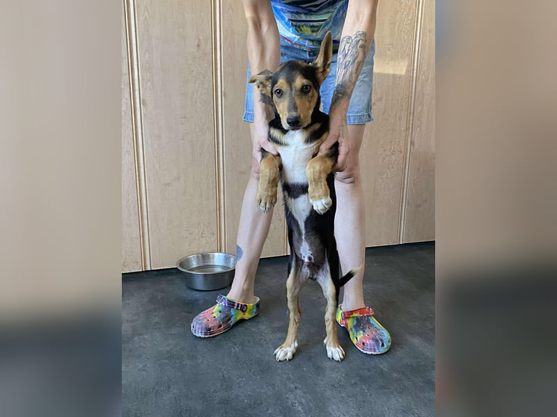 Trevor, kleiner Süssling sucht ein Zuhause