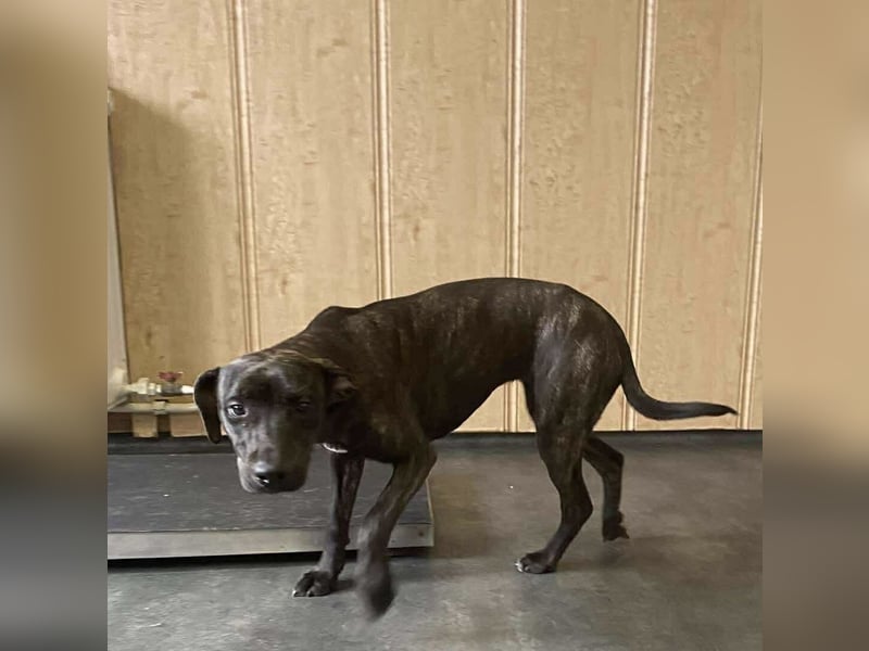 Adidas, sportlich und aktiv