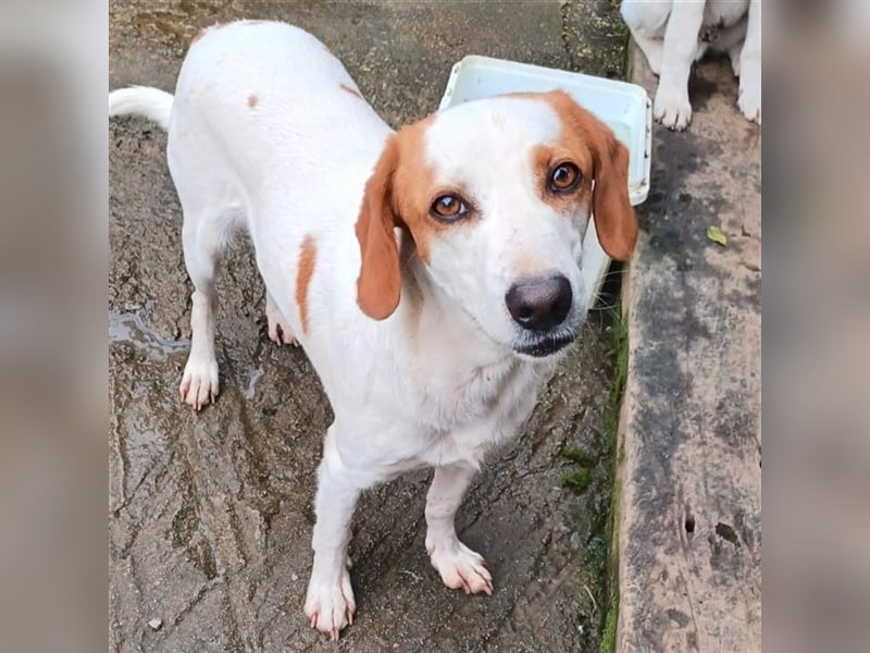 Lio- Mischlingshund sucht ein Zuhause/Pflegestelle