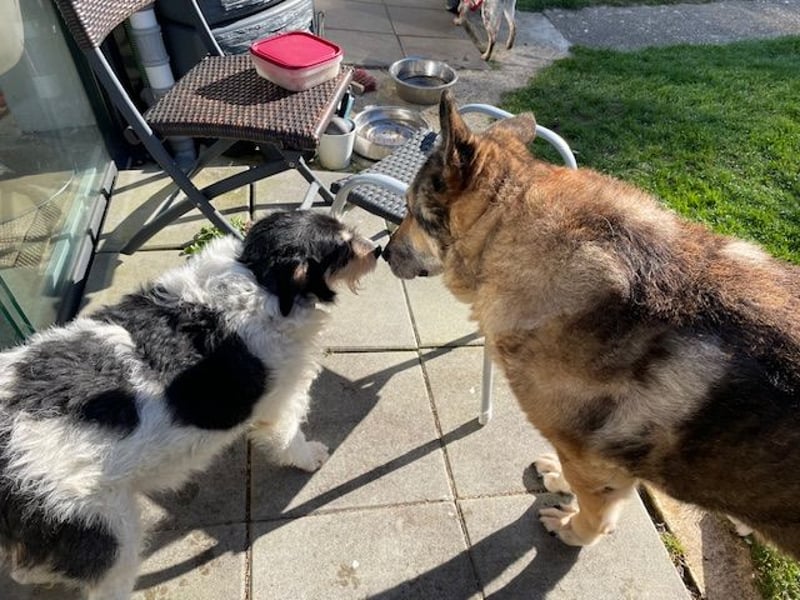 Foltina,Knutschkugel  darf auf der Pflegestelle in Zülpich besucht werden