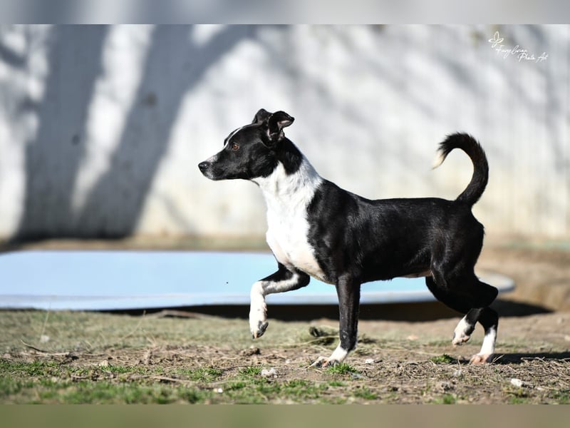 Collie, noch so jung …..wer möchte ihr die Welt zeigen?