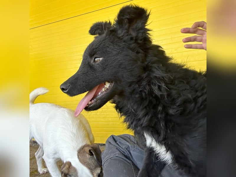 Eryx, fröhlicher 2 jähriger Rüde, mittlere Größe, verspielt, lebensfroh, lieb, menschenbezogen, akti
