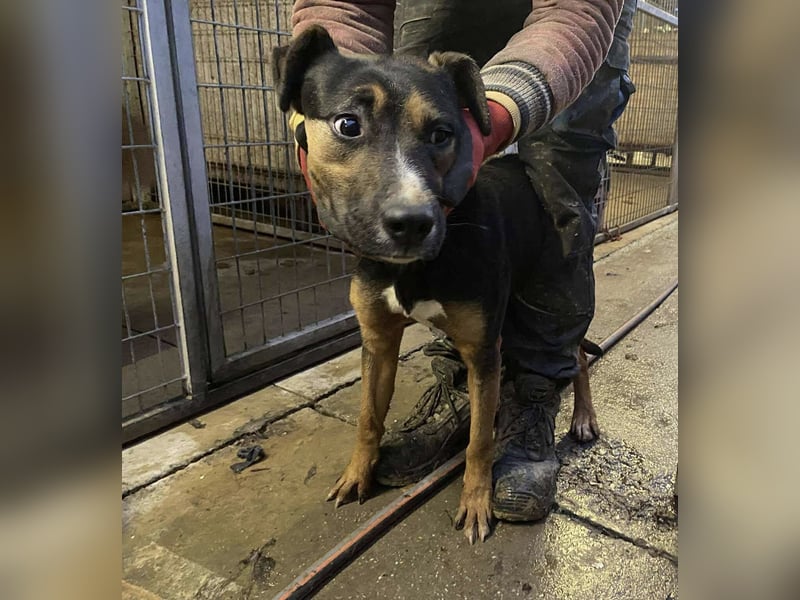 Flector, aufgeschlossene Hündin im Besten Alter