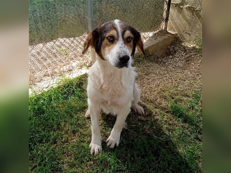 Daniela -Mischling- sucht ein Zuhause