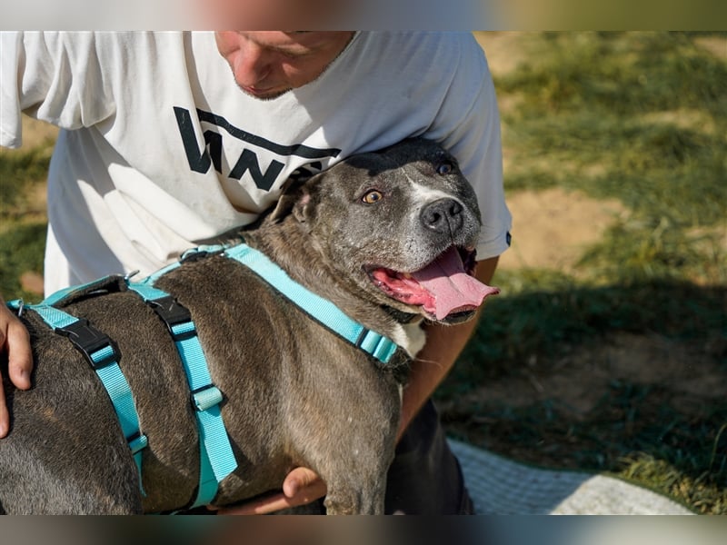 Killi - kompakt&kuschelig Vermittlung nur für A/CH/NL/SWE