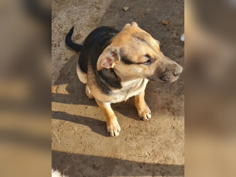 Csipet, lernwillig und zurückhaltend