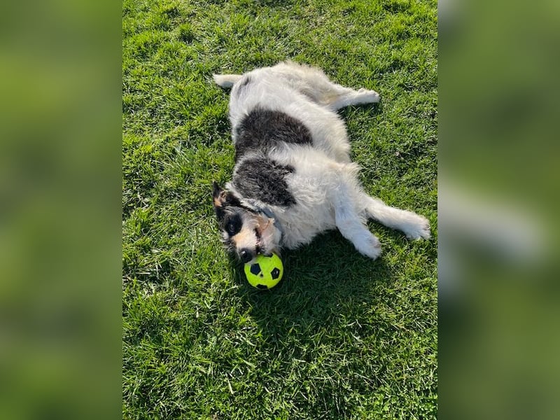 Foltina,Knutschkugel  darf auf der Pflegestelle in Zülpich besucht werden