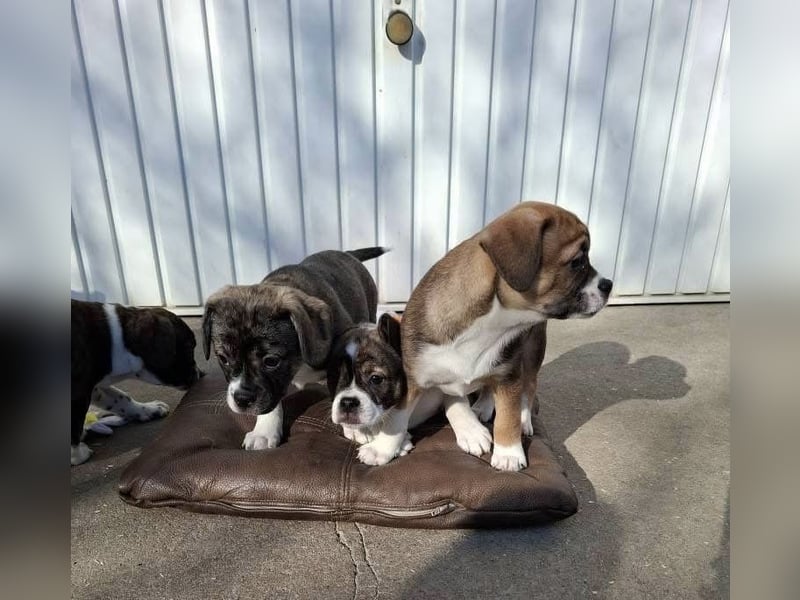 Holly, verspielt und niedlich