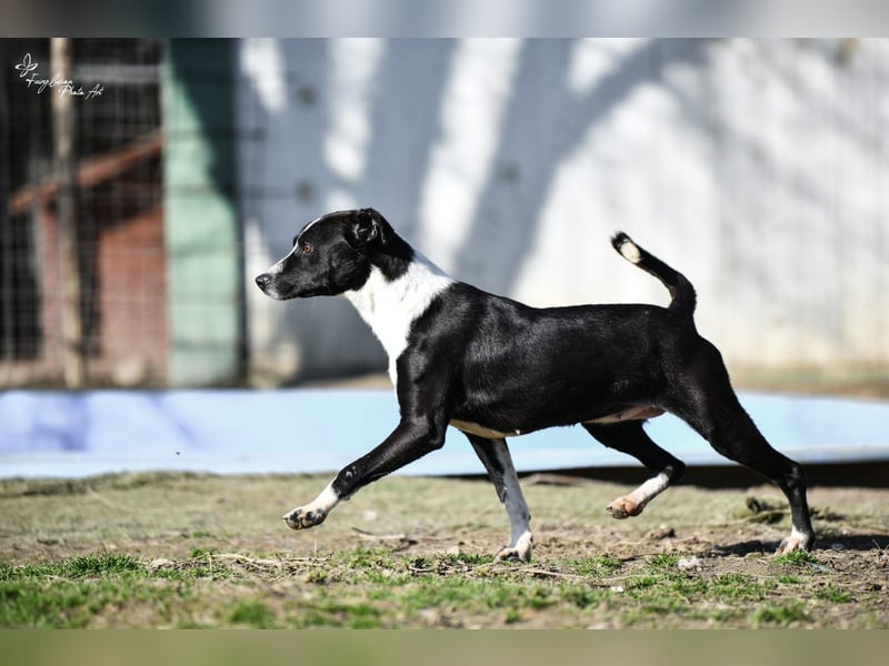 Collie, noch so jung …..wer möchte ihr die Welt zeigen?