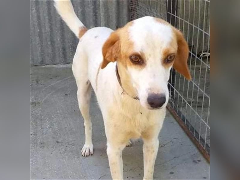 Lio- Mischlingshund sucht ein Zuhause/Pflegestelle