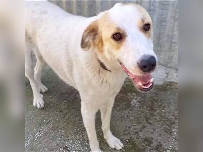 Simba- Mischlingshund sucht ein Zuhause/Pflegestelle