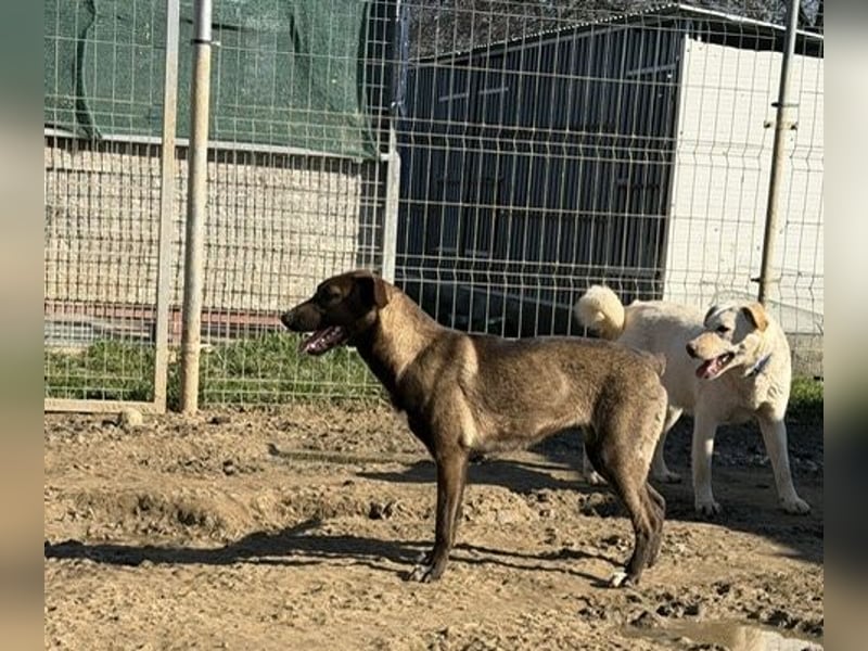 Nati, bildhübsches Hundemädchen