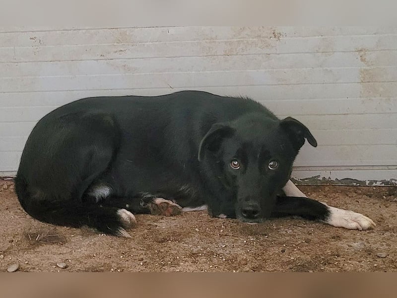 Vila, 3-jähriges Hundemädchen,  ca. kniehoch, neugierig, sozial, verspielt)