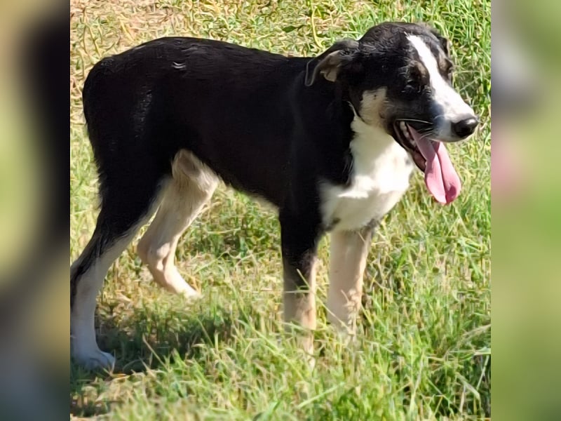 Fotis sucht ein Zuhause / eine Pflegestelle